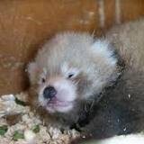 Endangered red panda gives birth to cub at UK wildlife park just months after death of partner