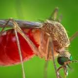 Millcreek mosquitoes again test positive for West Nile virus