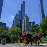 Etats-Unis : les calèches à cheval de New York vont-elles finir par disparaître ?