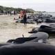 Race to save 100 stranded whales on New Zealand beach
