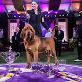 Trumpet, a bloodhound, toots his own horn at Westminster Dog Show