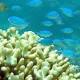 Damselfish feel distress when separated from their 'friends', JCU researchers find 