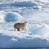 Greenland's polar bears hunt on glacier ice; Skyrocketing gas prices in Colorado