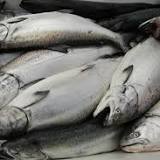 Salmar lägger bud på Norway Royal Salmon värt 270 norska kronor per aktie - högre än budet från NTS