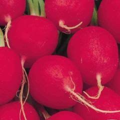 Radish Crimson Giant Champion - McKenzie Seeds
