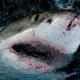 Scariest celebrity shark encounters