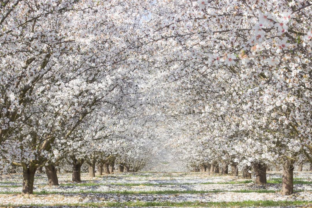 Fresno County Blossom Trail image
