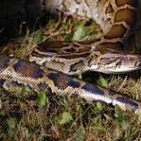 Python hunt! 800 compete to remove Florida's invasive snakes