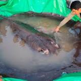VIDEO: 300-kilogram freshwater stingray caught in Kingdom largest freshwater fish ever caught