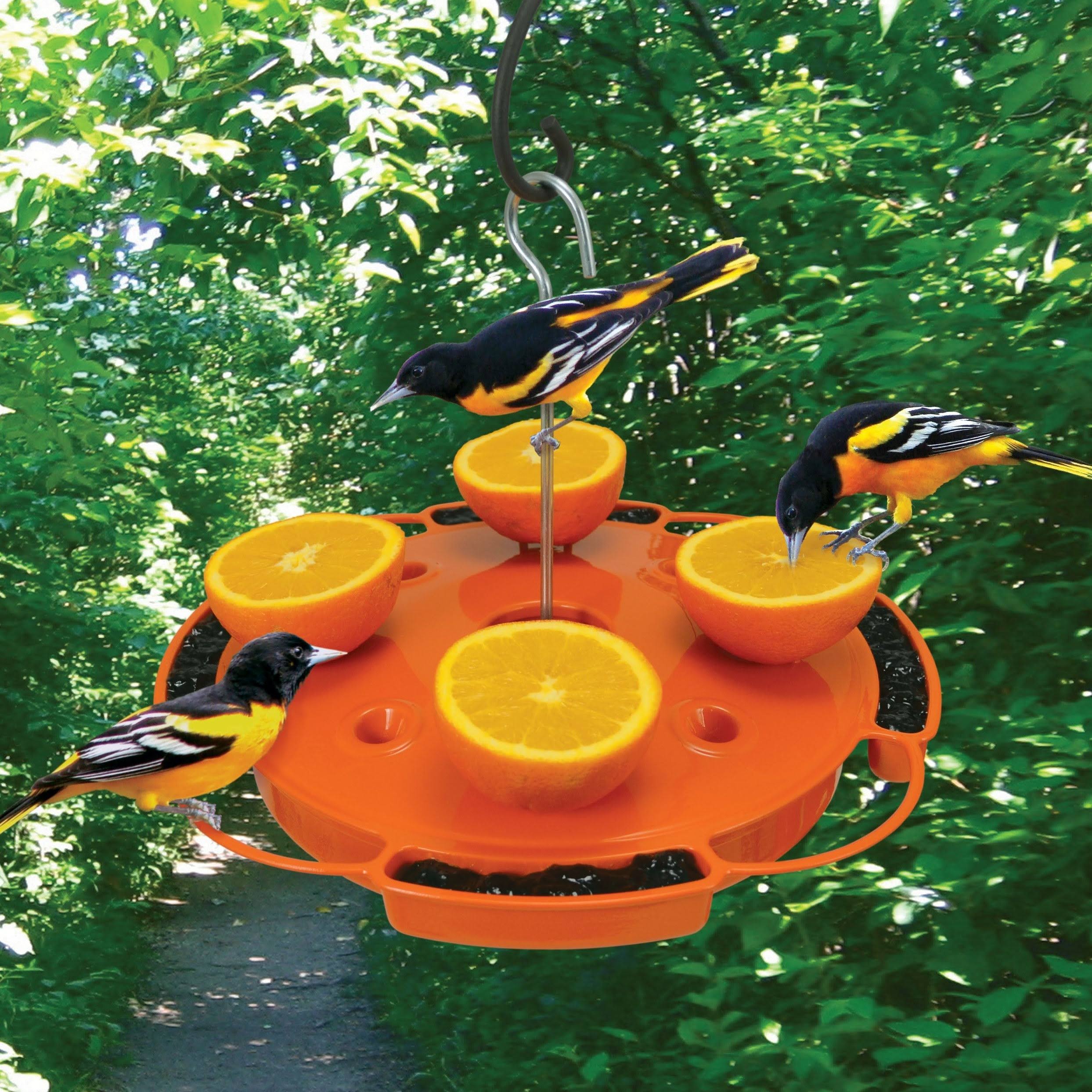 Songbird Essentials Fruit and Jelly Oriole Feeder