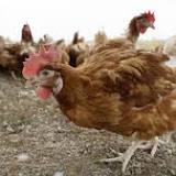 H5 Avian Flu Now in Marion County, February Outbreak Continues