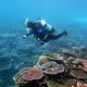 Great Barrier Reef: Survey off Townsville finds increase in coral despite recent bleaching 