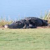 Elderly woman, 88, killed by a nine-foot alligator where she lived after she slipped into a pond