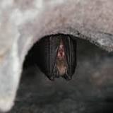 WSU research discovers new Covid-like virus in bats