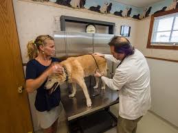 Services Provided By An Animal Hospital In Bloomfield, CT