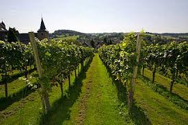 Wijnbouw Belgisch-Limburg