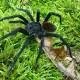 New tarantula discovered in Colombia launches 'stinging hairs' to attack its enemies head on 
