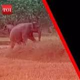 Elephant kills woman in Odisha, tramples her body at funeral