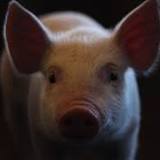 1st pig heart transplant recipient died of heart failure, not rejection