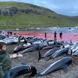 Faroe Islands cap dolphin cull numbers, tourism board defends ritual