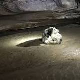 VS: een hond leeft twee maanden in een donkere grot 