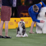 'Westminster Dog Show' 2022 free live stream: How to watch online without cable