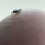 Pennsylvania has most lyme disease cases in the nation as tick season returns