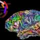 UC Berkeley neuroscientists have published a word atlas for the brain 