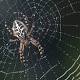 Amazing Spider Silk Continues To Surprise Scientists 