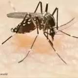 14077 Dengue Cases Registered In India Till June 2022: MoS Health