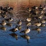 Avian flu suspected cause of death in six Canada geese