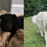 Four dogs missing after break in at Prince George SPCA