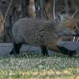 Wild fox tests positive for bird flu in Minnesota