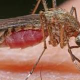 Understanding How Malaria Parasites Develop Resistance to Drugs