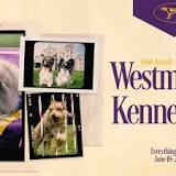 Westminster dog show 2022 LIVE