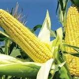 Corn drops as US crop report eases supply concerns; wheat down