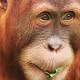 Orangutan escapes at Melbourne Zoo 