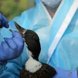 Suspected avian flu impacting Massachusetts seabirds