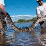 Largest Burmese Python Ever Captured in Florida Everglades