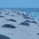 Green sea turtles thrive in Raine Island recovery project off far north Queensland 