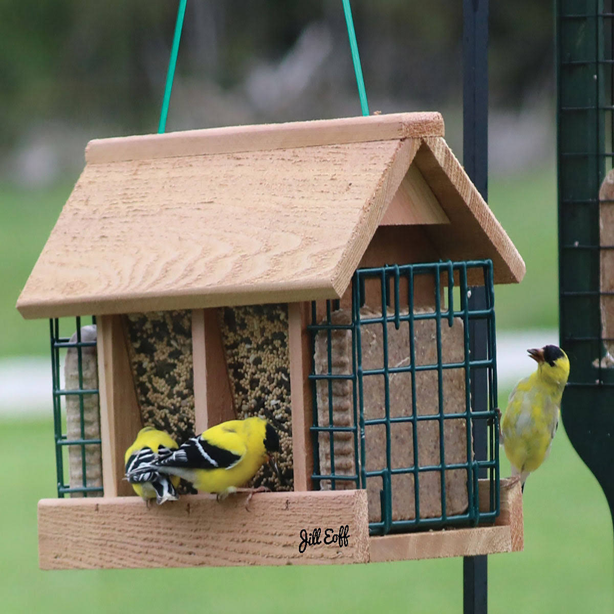 Double Option Hopper Feeder with Suet Cages,Backyard Essentials