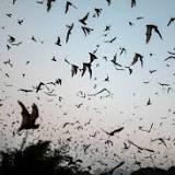 Russian Bat Found To Harbor New Coronavirus That Can Infect Humans