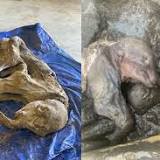 Mummified wool mammoth calf discovered by a gold miner in the Yukon Territory
