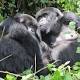 Gorillas in zoos: The unpalatable truth 