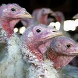 Wisconsin DNR warning hunters of spreading highly pathogenic avian influenza