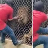 Horrifying moment lion bites off man's hand after he sticks his arm through cage to pet beast