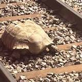 Horny tortoise hit by 90mph train was 'sex-starved and looking for love'