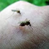 Allegheny County treating catch basins to slow mosquito breeding