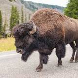 Bison gores Ohio woman in Yellowstone National Park