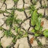 'Dreigend' watertekort door droogte: wie krijgt er nog water als het écht dringen wordt?
